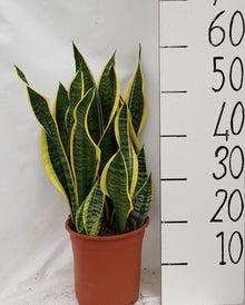 Kamerplant - Sansevieria Laurentii - Pot Ø 21cm Hoogte ↕ 60cm
