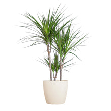 Kamerplant - Dracaena Marginata - Inclusief sierpot - Pot Ø 21cm Hoogte ↕ 95cm