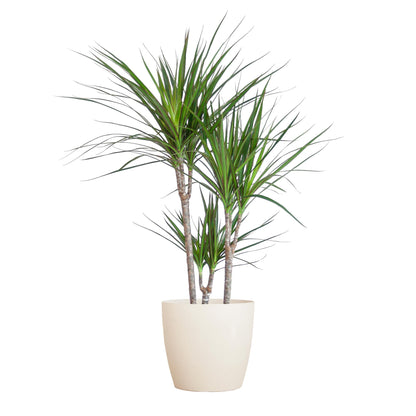 Kamerplant - Dracaena Marginata - Inclusief sierpot - Pot Ø 21cm Hoogte ↕ 95cm