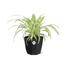 Kamerplant - Chlorophytum Comosum Variegatum - Pot Ø 14cm
