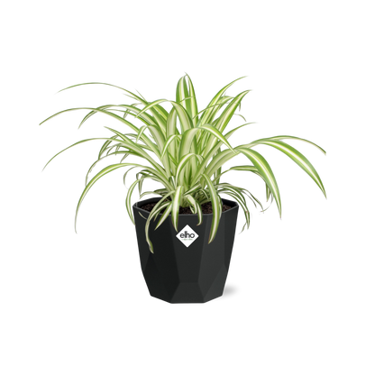 Kamerplant - Chlorophytum Comosum Variegatum - Pot Ø 14cm