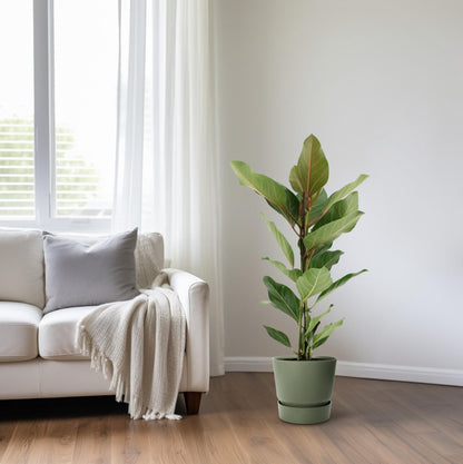 Kamerplant - Ficus Benghalensis Joy - Pot Ø 17cm Hoogte ↕ 65cm