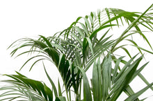 XL kamerplant - Kentia Palm - Pot Ø 21cm Hoogte ↕ 180cm