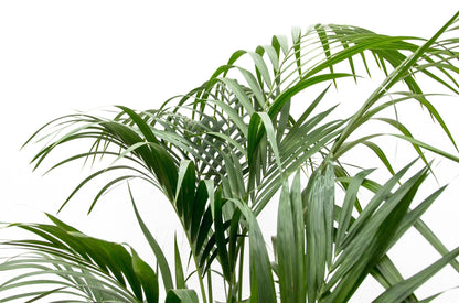 XL kamerplant - Kentia Palm - Pot Ø 21cm Hoogte ↕ 180cm