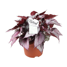 Kamerplant - Begonia Beleaf Maori Haze - Pot Ø 17cm Hoogte ↕ 32cm