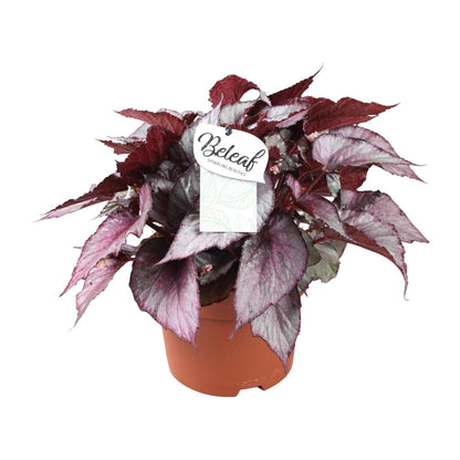 Kamerplant - Begonia Beleaf Maori Haze - Pot Ø 17cm Hoogte ↕ 32cm