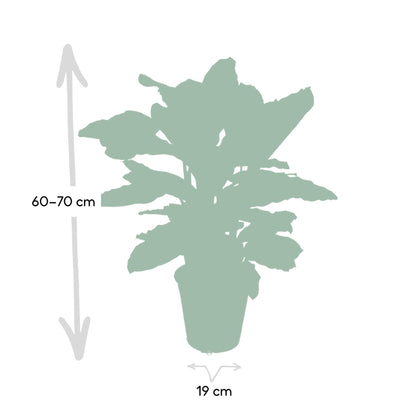 Kamerplant - Calathea Zebrina - Pot Ø 19cm Hoogte ↕ 80cm