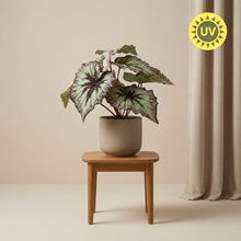 Kunstplant - Begonia in pot - UV-bestendig - Hoogte ↕ 26cm
