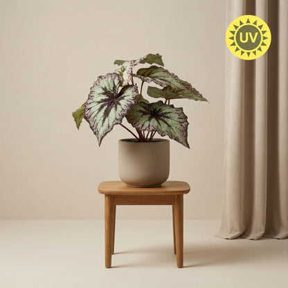 Kunstplant - Begonia in pot - UV-bestendig - Hoogte ↕ 26cm