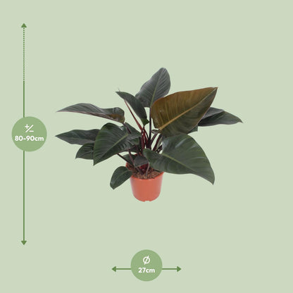 Kamerplant - Philodendron Congo Red - Pot Ø 27cm Hoogte ↕ 80cm