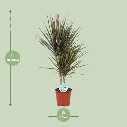 Kamerplant - Dracaena Bicolor - Pot Ø 17cm Hoogte ↕ 75cm