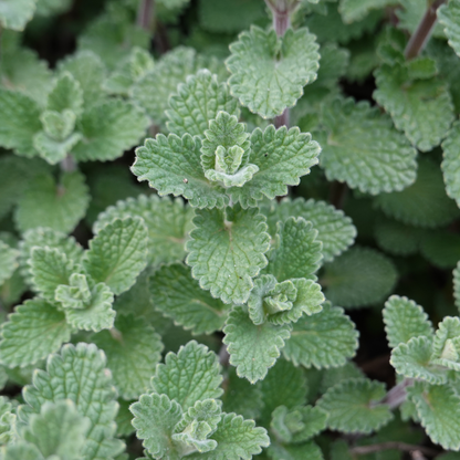 Buitenplant 60x Calamintha nepeta - Bloeiend - Pot Ø 9cm Hoogte ↕ 10-25cm