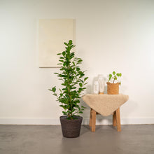 Kamerplant - Ficus microcarpa Moclame - Inclusief mand - Pot Ø 21cm Hoogte ↕ 95cm