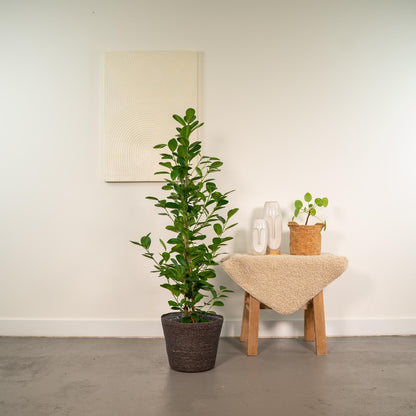 Kamerplant - Ficus microcarpa Moclame - Inclusief mand - Pot Ø 21cm Hoogte ↕ 95cm