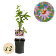 Buitenplant 2x Passiflora Anastasia - Bloeiend - Pot Ø 11cm Hoogte ↕ 40cm