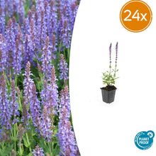Buitenplant 24x Salvia nem. 'Caradonna' - Bloeiend - Pot Ø 9cm Hoogte ↕ 10-25cm