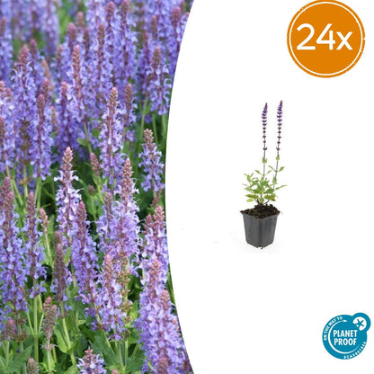 Buitenplant 24x Salvia nem. 'Caradonna' - Bloeiend - Pot Ø 9cm Hoogte ↕ 10-25cm