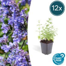 Buitenplant 12x Nepeta 'Six Hills Giant' - Bloeiend - Pot Ø 9cm Hoogte ↕ 10-25cm