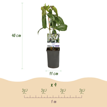 Buitenplant - Clematis armandii - Klimplant Wit - Groenblijvend - Pot Ø 11cm Hoogte ↕ 40cm