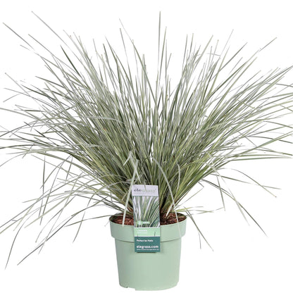 Buitenplant - Lomandra longifolia 'White Sands' - Winterhard - Pot Ø 19cm Hoogte ↕ 40cm