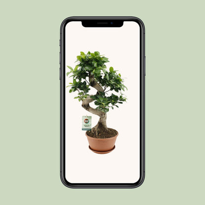 Kamerplant - Ficus Ginseng - Pot Ø 22cm Hoogte ↕ 60cm