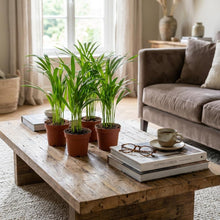 Kamerplant 4x Areca Dypsis Lutescens Goudpalm - Pot Ø 12cm Hoogte ↕ 40cm