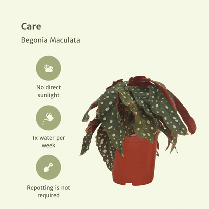 Kamerplant 2x Begonia Maculata - Bladbegonia - Pot Ø 12cm Hoogte ↕ 20cm