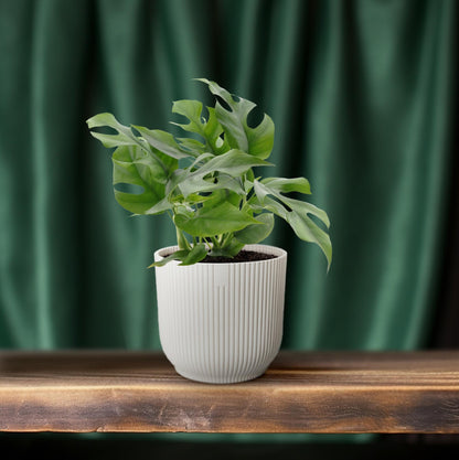 Kamerplant - Monstera Minima - Pot Ø 12cm Hoogte ↕ 25cm