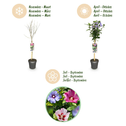 Buitenplant - Hibiscus syriacus 'Tricolour' op stam - Winterhard - Bloeiend - Pot Ø 19cm Hoogte ↕ 90cm