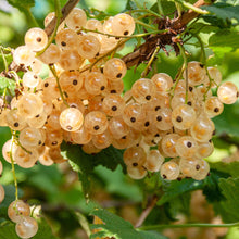 Buitenplant 2x Ribes rubrum 'White Pearl' - Aalbes - Pot Ø 11cm Hoogte ↕ 40cm