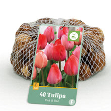 Buitenplant - Bloembollen Tulp Pink en Red - Roze en Rood - 40 stuks bolmaat 10/12
