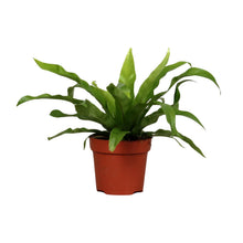 Kamerplant - Asplenium Antiquum - Pot Ø 12cm Hoogte ↕ 25cm