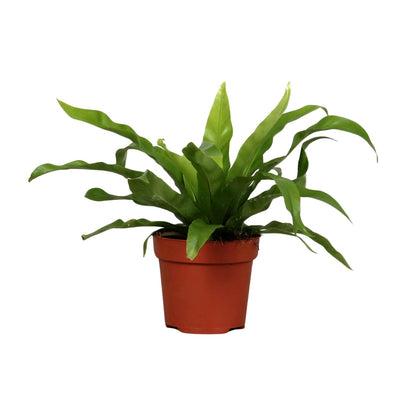 Kamerplant - Asplenium Antiquum - Pot Ø 12cm Hoogte ↕ 25cm