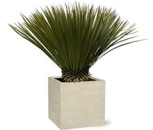 Buitenplant - Yucca rostrata - Winterhard - Pot Ø 30cm Hoogte ↕ 70cm