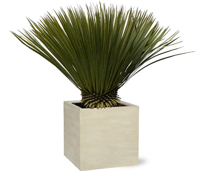 Buitenplant - Yucca rostrata - Winterhard - Pot Ø 30cm Hoogte ↕ 70cm