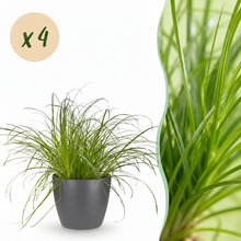 Kamerplant 4x Cyperus alternifolius Zumula - Kattengras - Pot Ø 12cm Hoogte ↕ 20cm