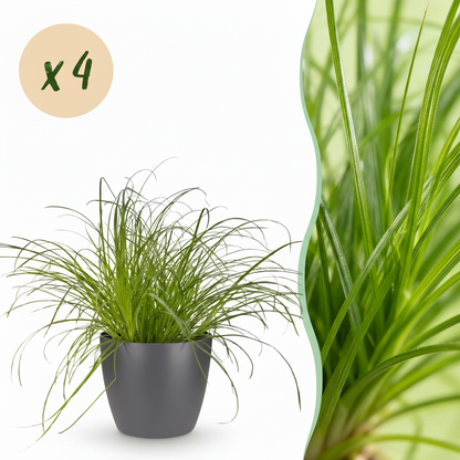 Kamerplant 4x Cyperus alternifolius Zumula - Kattengras - Pot Ø 12cm Hoogte ↕ 20cm
