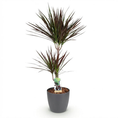 Kamerplant - Dracaena Magenta - Drakenbloedboom - Pot Ø 21cm Hoogte ↕ 90-100cm