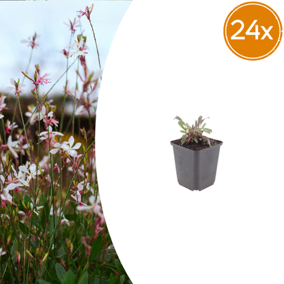 Buitenplant 24x Gaura lindheimeri 'Siskiyou Pink' - Bloeiend - Pot Ø 9cm Hoogte ↕ 10-25cm