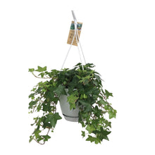 Kamerplant - Hedera Helix Groen - Hangplant met witte hangpot - Pot Ø 17cm