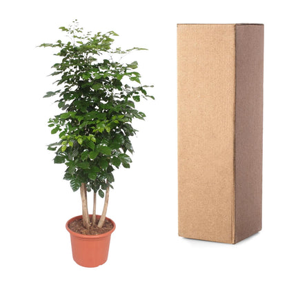 XL Kamerplant - Radermachera Hainanensis - Pot Ø 40cm Hoogte ↕ 190cm
