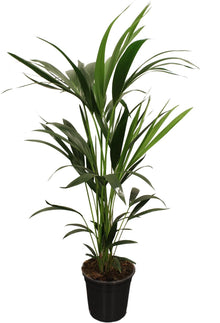 Kamerplant - Howea Forsteriana (Kentia) 5 Pit - Pot Ø 21cm Hoogte ↕ 100cm