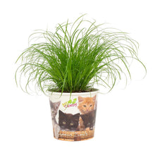 Kamerplant - Cyperus Zumula - Pot Ø 12cm Hoogte ↕ 23cm