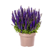 Buitenplant - Salvia nemorosa Rianne - Bloeiend - Pot Ø 19cm Hoogte ↕ 50-60cm