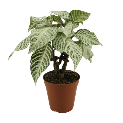 Kamerplant - Aphelandra White Wash - Pot Ø 15cm Hoogte ↕ 50cm