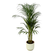 XL kamerplant - Areca Palm incl. Pot Ø 22cm - Hoogte ↕ 110cm