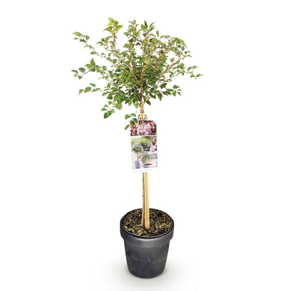 Buitenplant - Prunus incisa Koujou-no-mai op stam - Winterhard - Pot Ø 19cm Hoogte ↕ 90cm