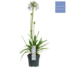 Buitenplant - Agapanthus Fireworks - Bloeiend - Pot Ø 19cm Hoogte ↕ 75cm