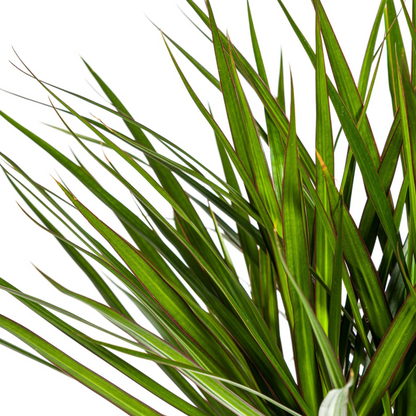 XL kamerplant - Dracaena Marginata Green - Pot Ø 24cm Hoogte ↕ 130-150cm
