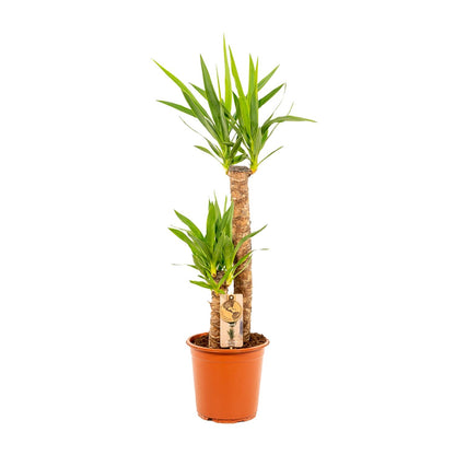 Kamerplant - Yucca - Pot Ø 21cm Hoogte ↕ 100cm